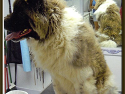  An akita before