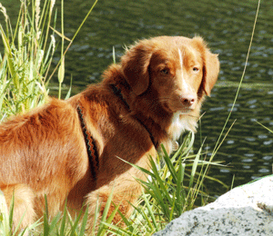 duck toller