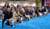 Skye at Eukanuba 2009