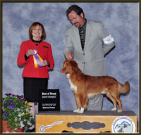 GCH Quinncreek's Boot Scootin' Cruzer