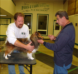 handling a show dog